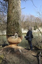 European beaver (Castor fiber) woman marvelling at feeding marks on thick tree, Allgäu, Bavaria,