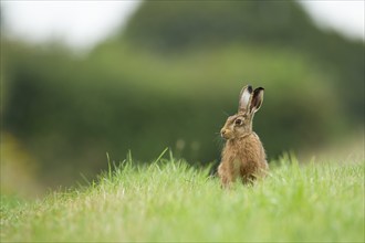 European brown hare (Lepus europaeus) adult animal in a farmland grass field, Norfolk, England,