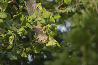 Grey squirrel (Sciurus carolinensis) adult animal feeding in a Hazel tree, Suffolk, England, United