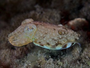 Juvenile cuttlefish (Sepia officinalis) at night, dive site Los Cancajos, La Palma, Canary Islands,