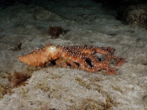 White spotted octopus (Callistoctopus Octopus macropus) at night. Dive site El Cabron Marine