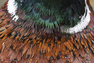 Common pheasant (Phasianus colchicus) adult male bird close up of its neck feathers, Suffolk,