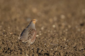 Grey or English partridge (Perdix perdix) adult bird on a ploughed farmland field, Suffolk,