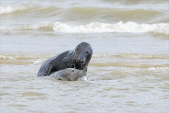 Grey (Halichoerus grypus) seal two adult animals playing in the surf of the sea, Norfolk, England,