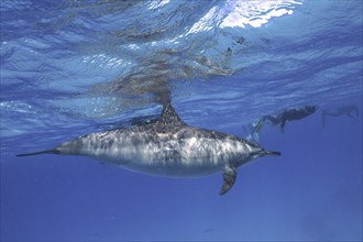 Spinner dolphin (Stenella longirostris), spinner dolphin, snorkellers in the background, Sataya