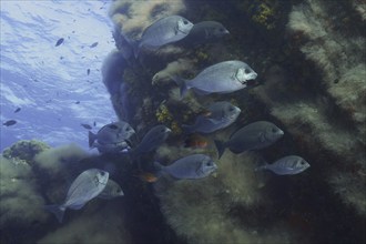 Shoal, group of black seabream (Spondyliosoma cantharus) in the Mediterranean Sea near Hyères. Dive