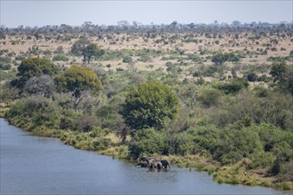 African elephants (Loxodonta africana), herd with young animals drinking at the Sabie River, Kruger