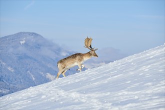 European fallow deer (Dama dama) buck on a snowy meadow in the mountains in tirol, Kitzbühel,