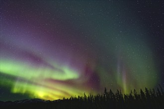 Northern lights (Aurora borealis) in different colours, starry sky, wintry forest landscape in