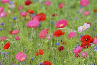 Flowering strip, flowering area with poppy flowers (Papaver rhoeas) and cornflowers (Centaurea