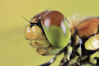 Ruddy darter (Sympetrum sanguineum), female, macro, detailed head portrait, Isental, Bavaria,