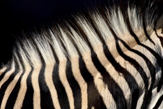 Detail, mane of a plains zebra (Equus quagga), captive, Munich, Bavaria, Germany, Europe