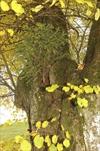 Large-leaved linden (Tilia platyphyllos) with a spruce (Picea) growing out of a hole in the trunk,