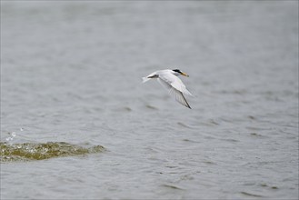 Little tern (Sternula albifrons) hunting in the water, flying, Camargue, France, Europe