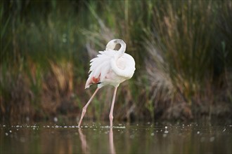 Greater Flamingo (Phoenicopterus roseus) walking in the water, Parc Naturel Regional de Camargue,