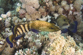 Pair of bluespotted grouper (Cephalopholis argus) during courtship, mating, dive site House Reef,