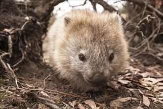 Wombat portrait. On Maria Island, Tasmania Australia