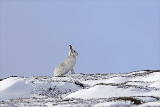 Mountain hare (Lepus timidus), Alpine hare in white winter pelage foraging in snow covered moorland