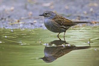 Dunnock, hedge accentor (Prunella modularis) (Motacilla modularis) bathing in water from pond,