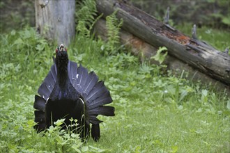 Western Capercaillie (Tetrao urogallus), Wood Grouse, Heather Cock male displaying and calling in