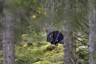 Western Capercaillie (Tetrao urogallus), Wood Grouse, Heather Cock calling during courtship display