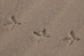 Western Capercaillie (Tetrao urogallus), Wood Grouse, Heather Cock footprints in the sand