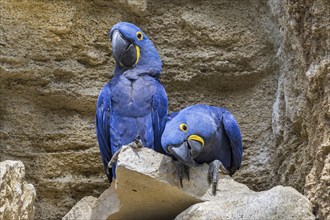 Hyacinth macaw, hyacinthine macaws (Anodorhynchus hyacinthinus) pair on rock ledge in cliff face,