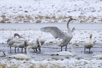 Whooper swans (Cygnus cygnus) adults with juveniles gathering in pond in winter