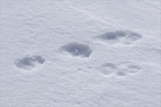 Close up footprints in the snow of mountain hare (Lepus timidus), Alpine hare, snow hare in winter