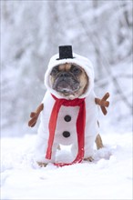 French Bulldog dog dressed up with funny snowman full body suit costume with red scarf, fake stick