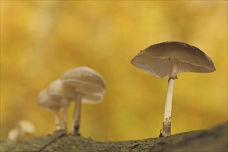 Group porcelain fungus (Oudemansiella mucida) in autumn colours, yellow, light mood, autumn forest,