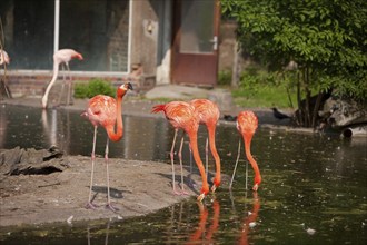 Dresden Zoo, Flamingos