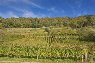 Pillnitz vineyards at the vineyard church