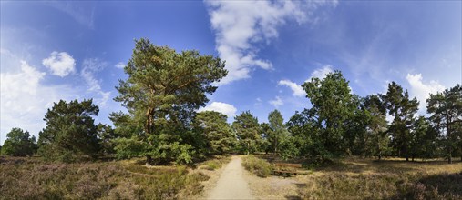 Landscape in the Lüneburg Heath near Bispingen, Heidekreis, Lower Saxony, Germany, Europe