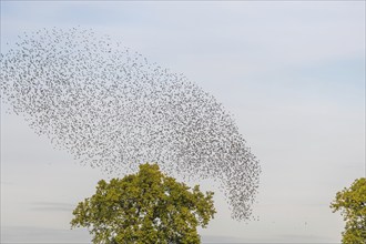 Common (Sturnus vulgaris) starlings fly together, in perfect symbiosis to protect themselves from