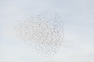 Common (Sturnus vulgaris) starlings fly together, in perfect symbiosis to protect themselves from