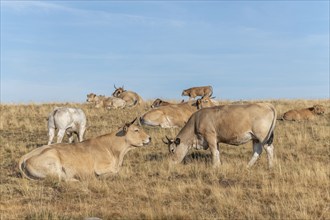 Aubrac cows in a dry pasture in summer. Aubrac, France, Europe