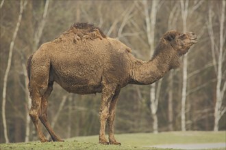 Bactrian camel (Camelus bactrianus bactrianus), captive