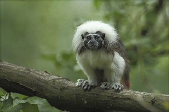 Liszt's (Callitrichidae) monkey, pinché monkey, monkey, tamarin (saguinus), tamarin, clawed monkey,