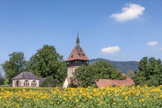 Geilweilerhof, Julius Kühn Institute for Grapevine Breeding, Sunflower Field, Siebeldingen, German