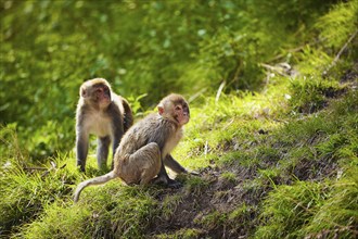 Rhesus macaques in forest in Shimla, Himachal Pradesh, India, Asia