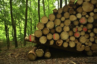 Forest damage in the Sauerland region has caused about 40 % of the spruce stand, especially in