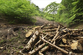 Forest damage in the Sauerland region has caused about 40 % of the spruce stand, especially in