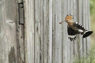 Hoopoe (Upupa epops) flies with food to the artificial nest hole in a barn, Lower Austria, Austria,