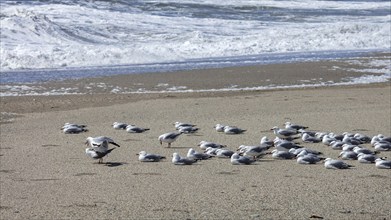 Maori black-billed gull (Chroicocephalus bulleri), Ship Creek, Beach, New Zealand, Oceania