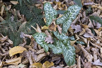 Italian arum (Arum italicum Pictum), Emsland, Lower Saxony, Germany, Europe