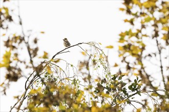 Hawfinch (Coccothraustes coccothraustes) sitting on a birch branch, autumnal bokeh, Hesse, Germany,