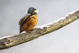 Common kingfisher (Alcedo atthis) preening, Emsland, Lower Saxony, Germany, Europe