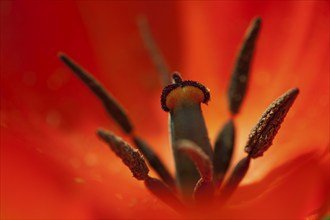 Pistil and stamens, red tulip (Tulipa), Germany, Europe