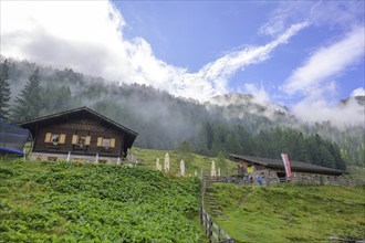 Lower Ulfaseralm and Nebelwald, moss in Passeier, South Tyrol, Italy, Europe